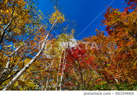 Norikura Kogen 林道周圍的黃樺葉和藍天 98104669