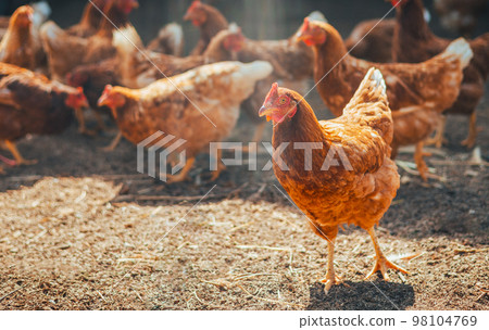 Red chicken walking in paddock at farm Red chicken walking in paddock at farm 98104769