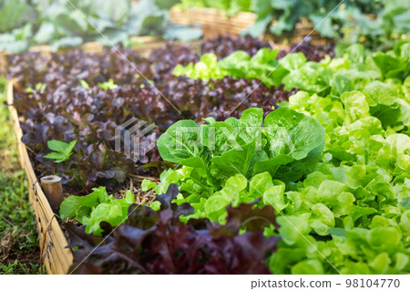 vegetable in organic farm field vegetable in organic farm field 98104770
