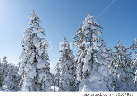 Frost-covered trees on snowy mountains in winter Frost-covered trees on snowy mountains in winter 98104935