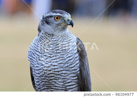 Bird of prey 98104977