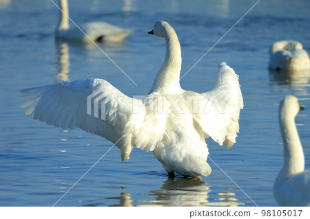 Flapping swan image Flapping swan image 98105017