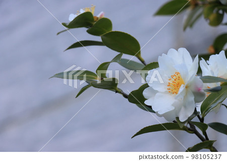 白山茶一株山茶花 98105237