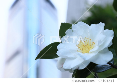 白山茶一株山茶花 白山茶一株山茶花 98105241