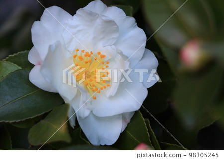 白山茶一株山茶花 98105245