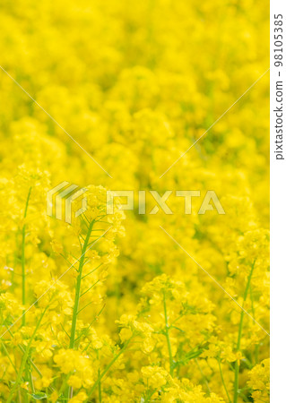 Rape blossoms (soft focus) Rape blossoms (soft focus) 98105385
