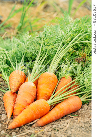 胡蘿蔔~農業~ 胡蘿蔔~農業~ 98105617