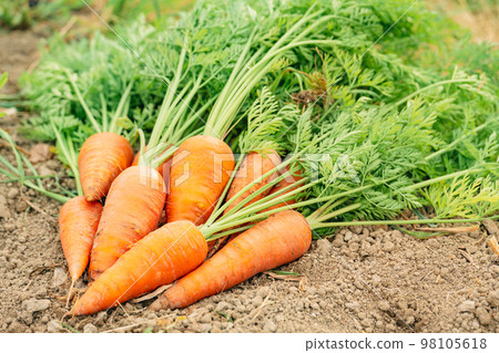 Carrot ~Agriculture~ 98105618