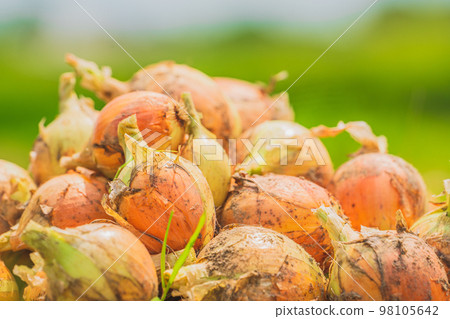 Onions ~Agriculture~ 98105642