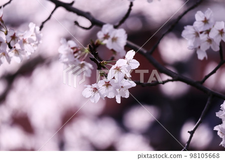 beautiful cherry blossoms in full bloom 98105668