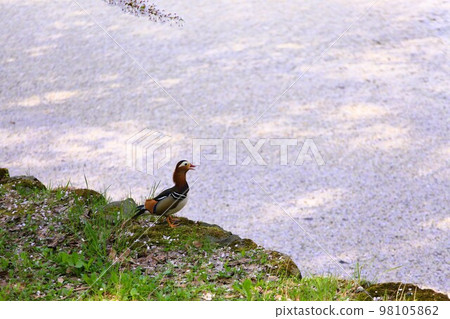 Duck in Hirosaki Park 98105862