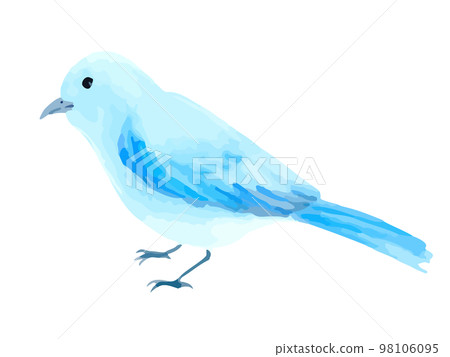 透明水彩手繪小藍鳥插畫 透明水彩手繪小藍鳥插畫 98106095
