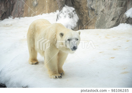 Polar bear (polar bear) Polar bear (polar bear) 98106285