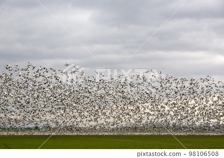 Landscape with migratory birds Landscape with migratory birds 98106508