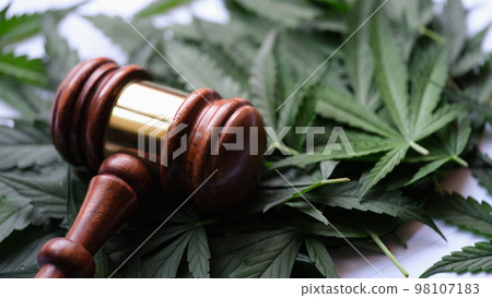 Gavel of judge lying on green leaves of marijuana closeup Gavel of judge lying on green leaves of marijuana closeup 98107183