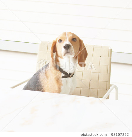 A laid-back beagle dog on the terrace A laid-back beagle dog on the terrace 98107232
