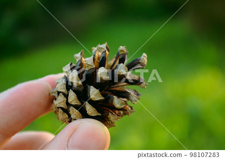 Male fingers holding a pine cone close up in bokeh Male fingers holding a pine cone close up in bokeh 98107283