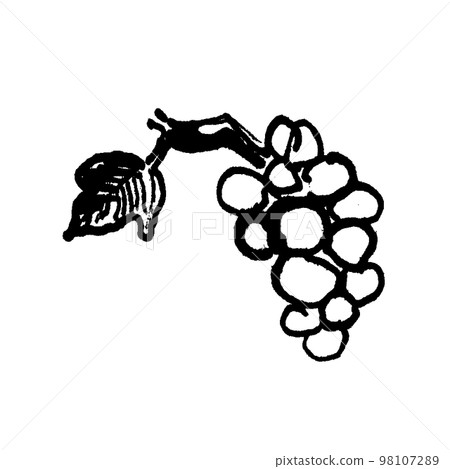 Line drawing illustration of wild grapes Line drawing illustration of wild grapes 98107289