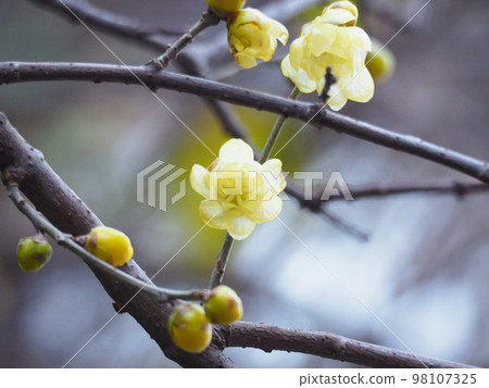 黃色Royby花 黃色Royby花 98107325