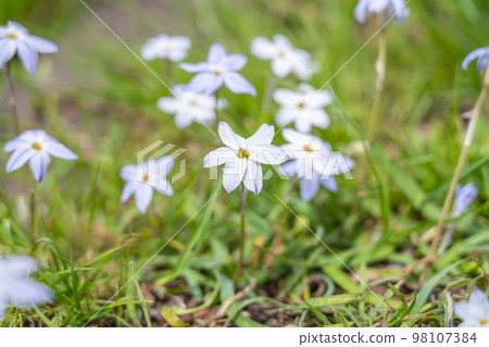 很多韭菜從花壇裡開花 很多韭菜從花壇裡開花 98107384