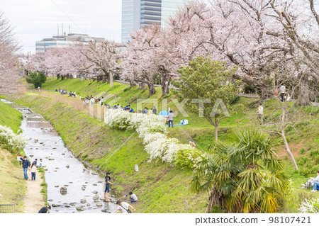 [神奈川縣]櫻花盛開的海老名相模三河公園 98107421