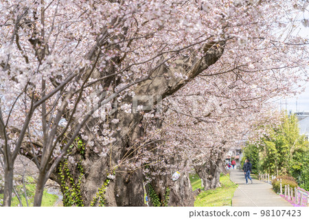 [神奈川縣]櫻花盛開的海老名相模三河公園 98107423