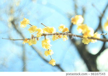 盛開的美麗的日本多香果花 98107543