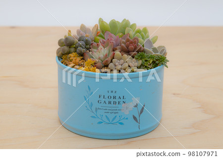 Group planting of succulents, hand-made lime cans Group planting of succulents, hand-made lime cans 98107971