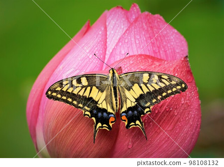 一隻燕尾蝶棲息在一朵蓮花上。 98108132