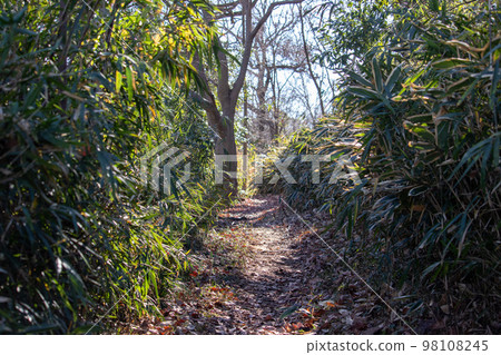 Animal trail in the forest with a narrow path extending to the back 98108245
