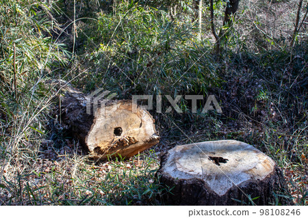 Freshly felled trees and stumps Freshly felled trees and stumps 98108246