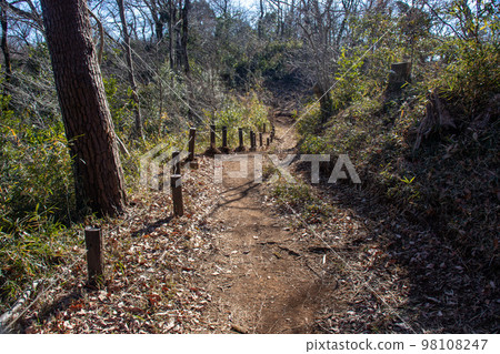 Downhill part of the well-maintained forest trail 98108247