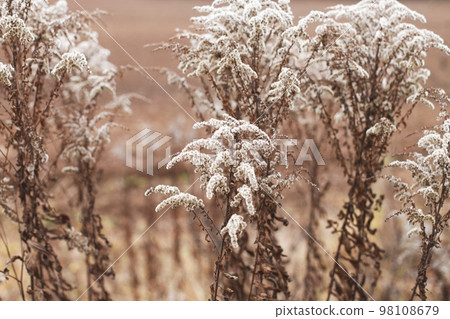 Dry soft flowers in the field on beige background. Dry soft flowers in the field on beige background. 98108679