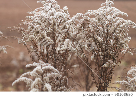 Dry soft flowers in the field on beige background. Dry soft flowers in the field on beige background. 98108680