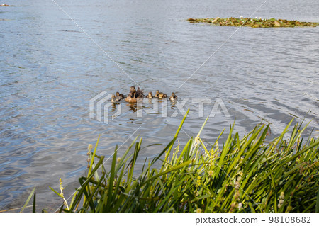 Mother duck with her beautiful, fluffy ducklings swimming together on a lake. Wild animals in a pond Mother duck with her beautiful, fluffy ducklings swimming together on a lake. Wild animals in a pond 98108682