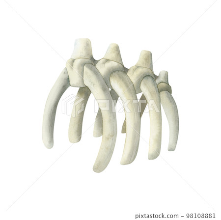Dinosaur rib bones, watercolor skeleton fragment of ancient animal fossil. Isolated watercolor realistic illustration 98108881