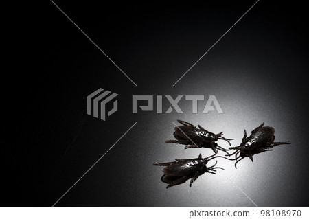 黑色背景下假蟑螂的害蟲圖像 98108970