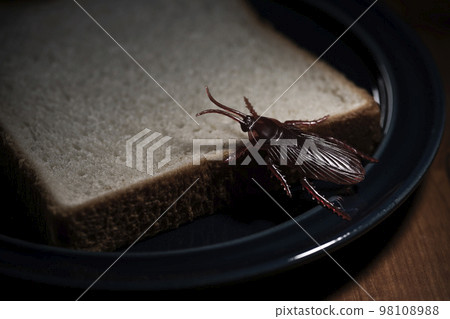 以吃剩麵包為食的假蟑螂害蟲圖片 以吃剩麵包為食的假蟑螂害蟲圖片 98108988