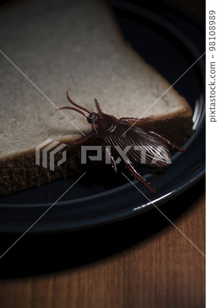 以吃剩麵包為食的假蟑螂害蟲圖片 98108989