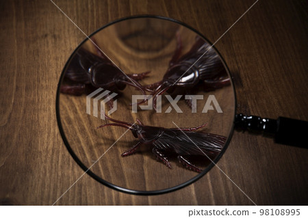 A pest image that finds a fake cockroach with a magnifying glass 98108995