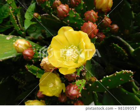 Yellow prickly pear flower 98109357