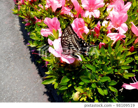Japanese swallowtail and azalea flowers Japanese swallowtail and azalea flowers 98109519