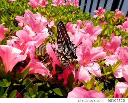 Japanese swallowtail and azalea flowers Japanese swallowtail and azalea flowers 98109520