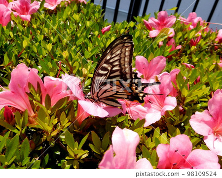 Japanese swallowtail and azalea flowers Japanese swallowtail and azalea flowers 98109524