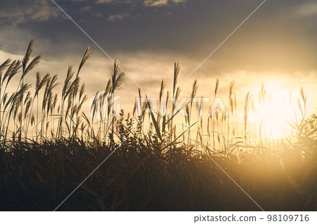 Sunset sky and winter pampas grass Sunset sky and winter pampas grass 98109716