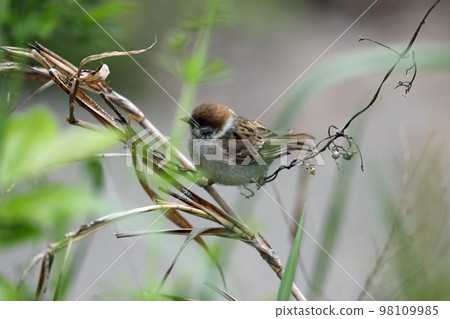 春季岡山後樂園的麻雀 98109985