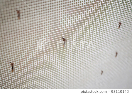 many mosquitoes on insect net wire screen close up on house window 98110143