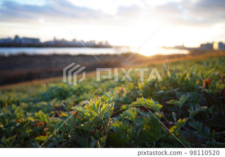 The grass on the bank of the river bathed in the setting sun The natural workings of the city, water and plants 98110520