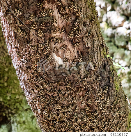 Buterflies Panaxia on a tree trunk in Butterly valley at Rhodes island in Greece Buterflies Panaxia on a tree trunk in Butterly valley at Rhodes island in Greece 98110537