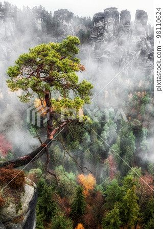 Lonely tree and rock formations at background 98110624